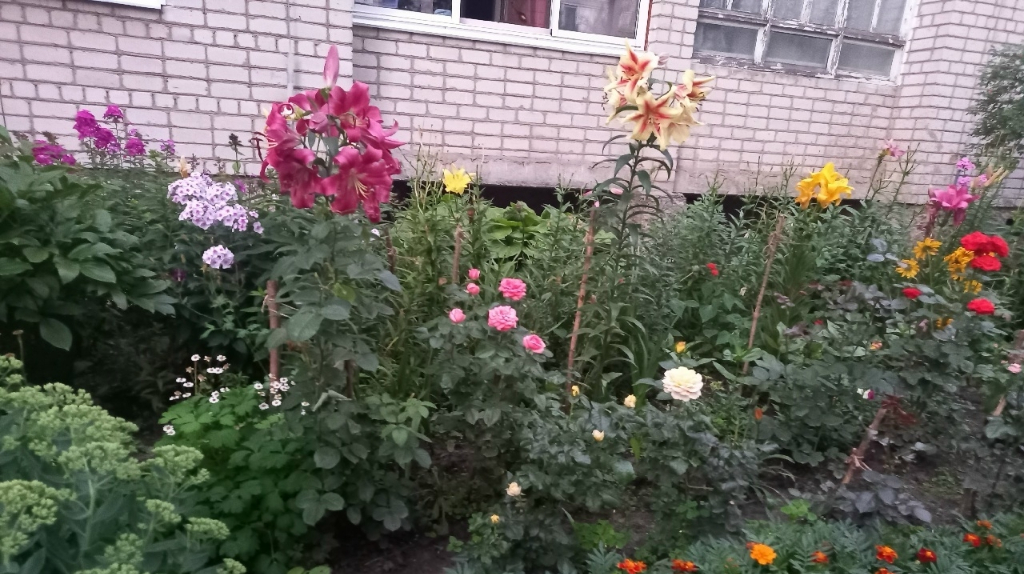 В Стародубе пианистка создала возле дома чудо-сад