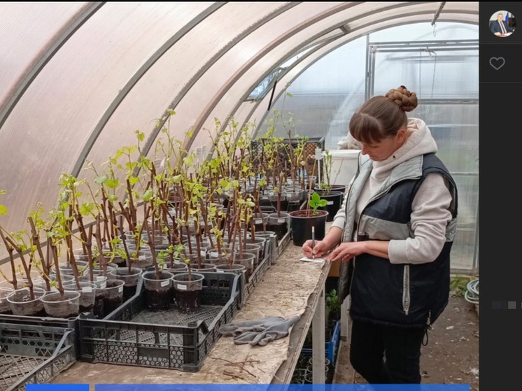 Соцконтракт дважды помог белгородке