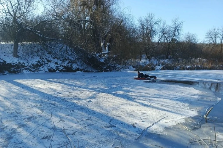 Лебедя, который не хотел бросать погибшую возлюбленную, спасли под Ростовом