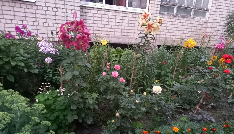В Стародубе пианистка создала возле дома чудо-сад